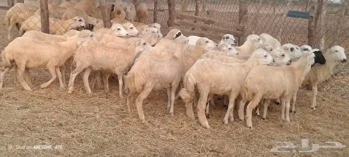 رخال رفيدي من 600 ريال 4