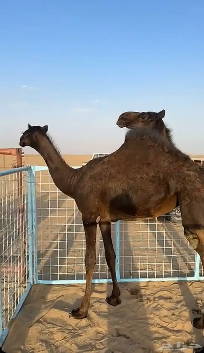 بحره مجهم كفو 0