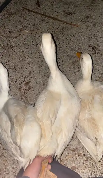 بط بكين رجان جوزين ذكر واناث و ذكر واناث رجان 0