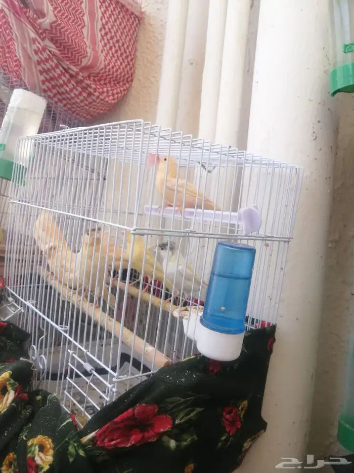 فراخ كناري 0