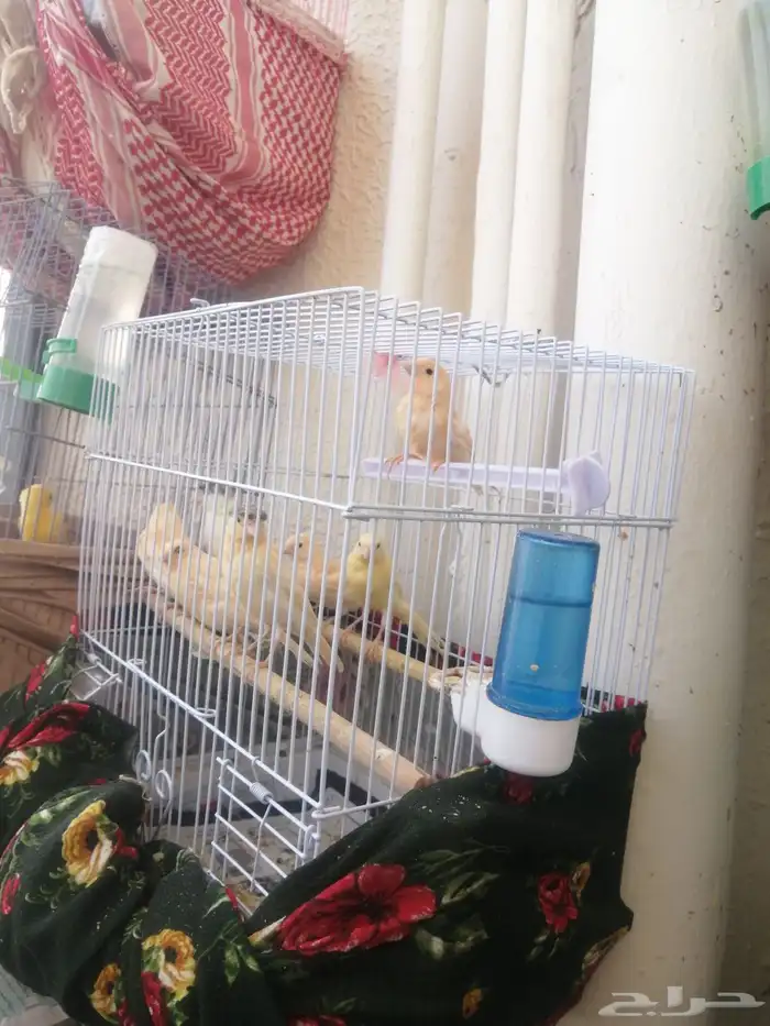 فراخ كناري 1