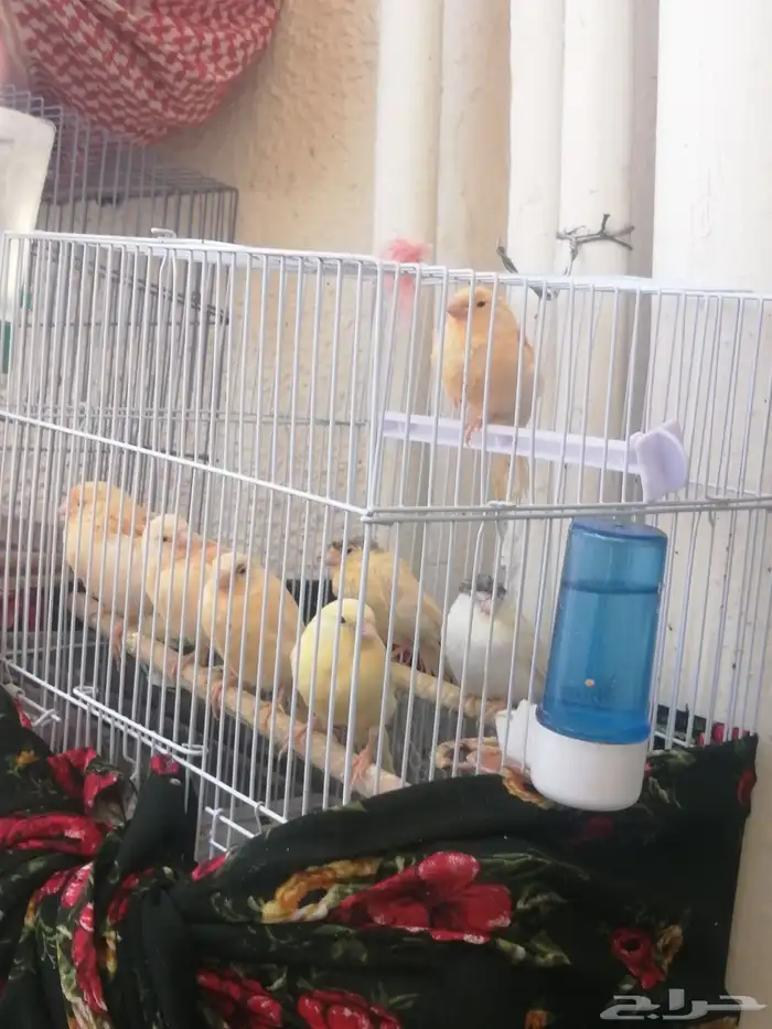 فراخ كناري 2