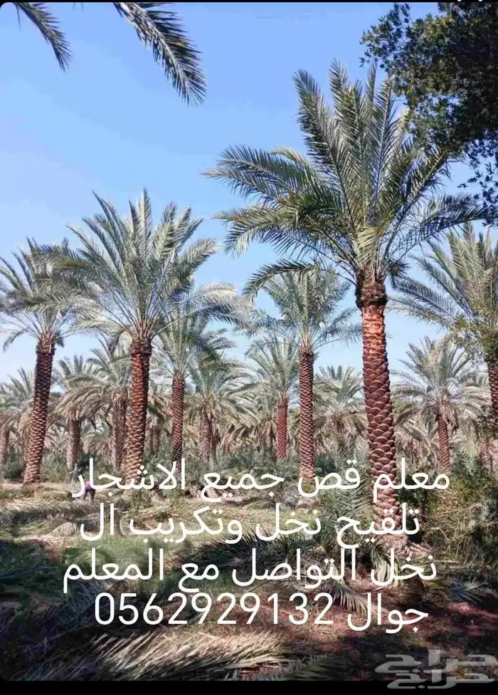 معلم قص جميع الاشجار تلقيح نخل وتكريب النخل 0