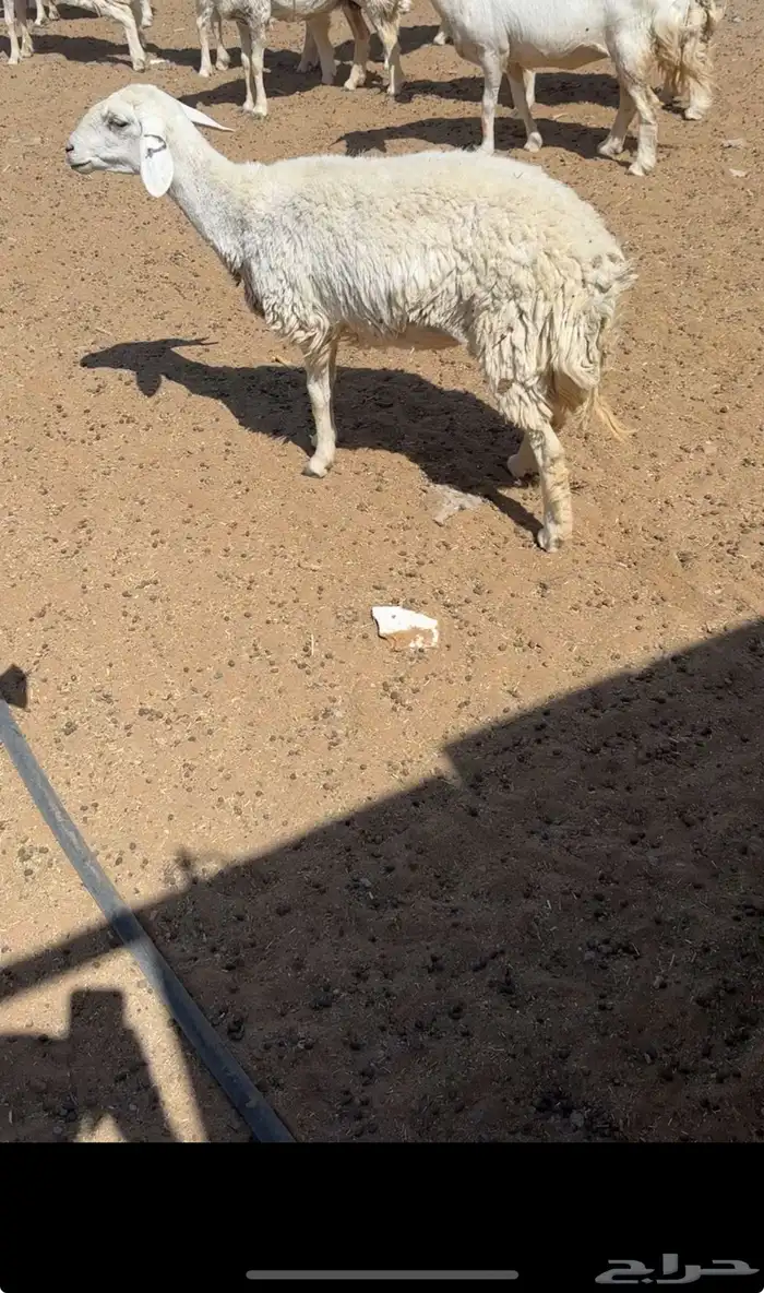 شاه 0