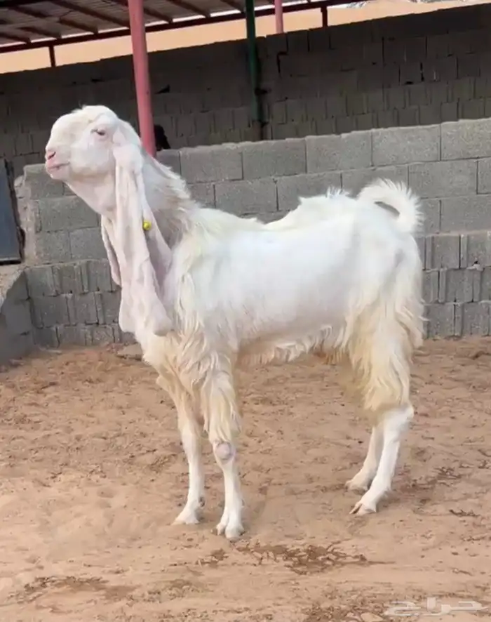 عدد 2 معزا مطورات جم بيض برص صنف الصنف دفيع شرط(سونار) 14