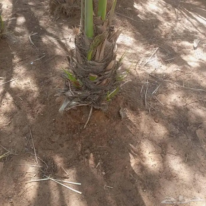 لدينا فسايل كبار مطلعه مصيفه نعجان نبتت الحصان شمشوله حوشانه 2