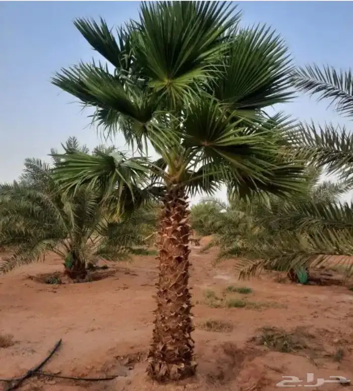 الحفر البطان 1