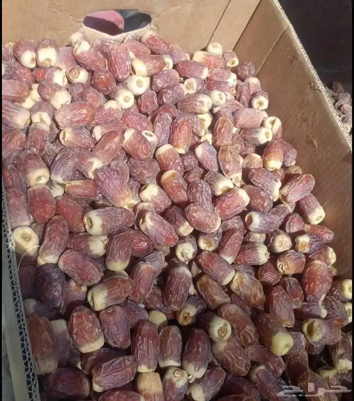 لدينا فسايل كبار مطلعه مصيفه نعجان نبتت الحصان شمشوله حوشانه 7