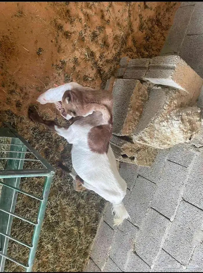 جفار هولندية 3
