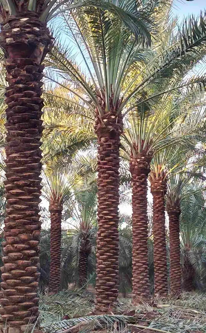 نخل للبيع طالع بتجاه تبوك 6