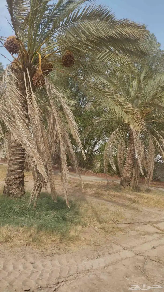 نقايل نبون ومنفي لي البيع 3