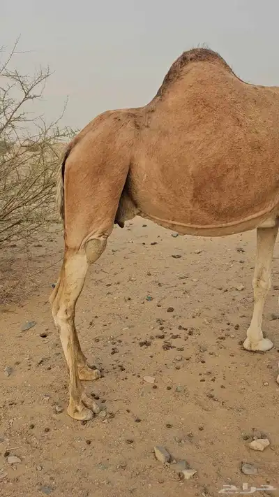 ناقه عادي لقحه لها سبعت اشهر مشروطه من الحي index