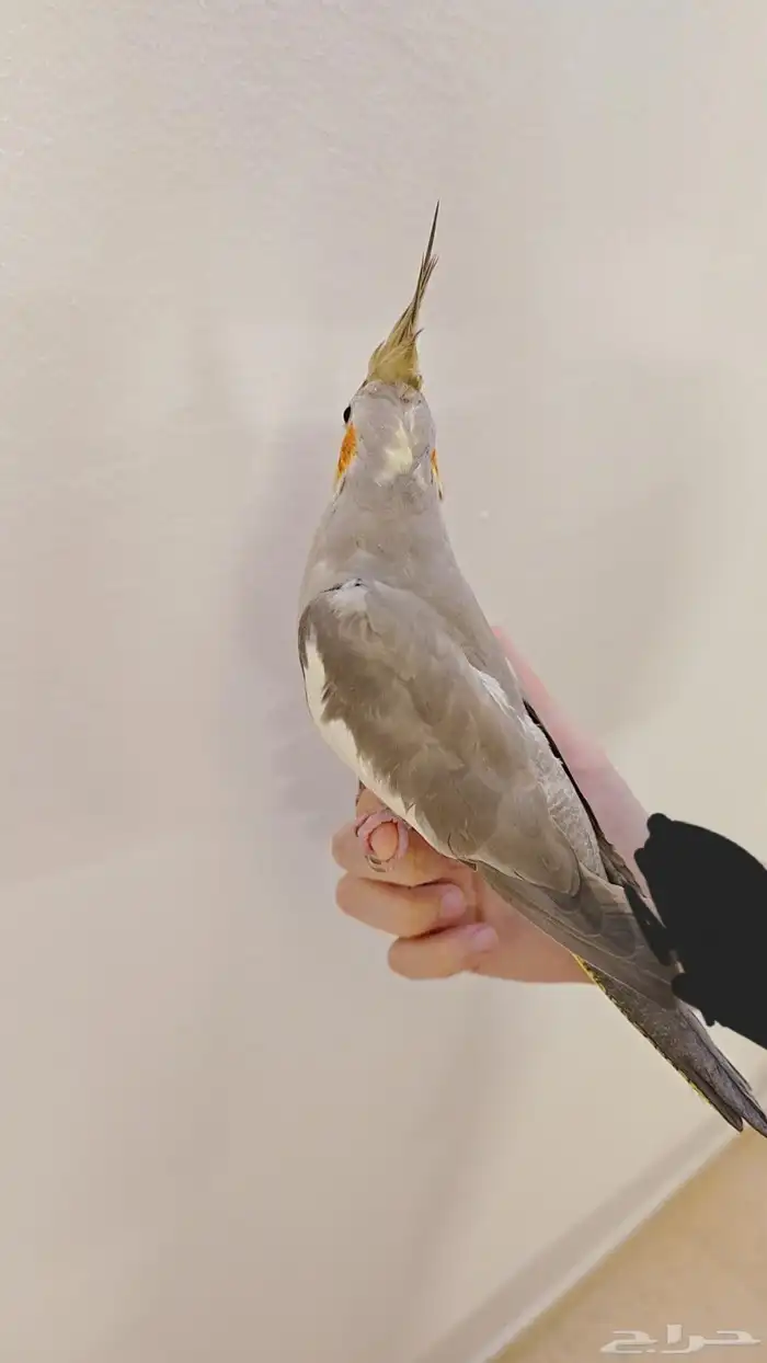 عصفورة كروان 0