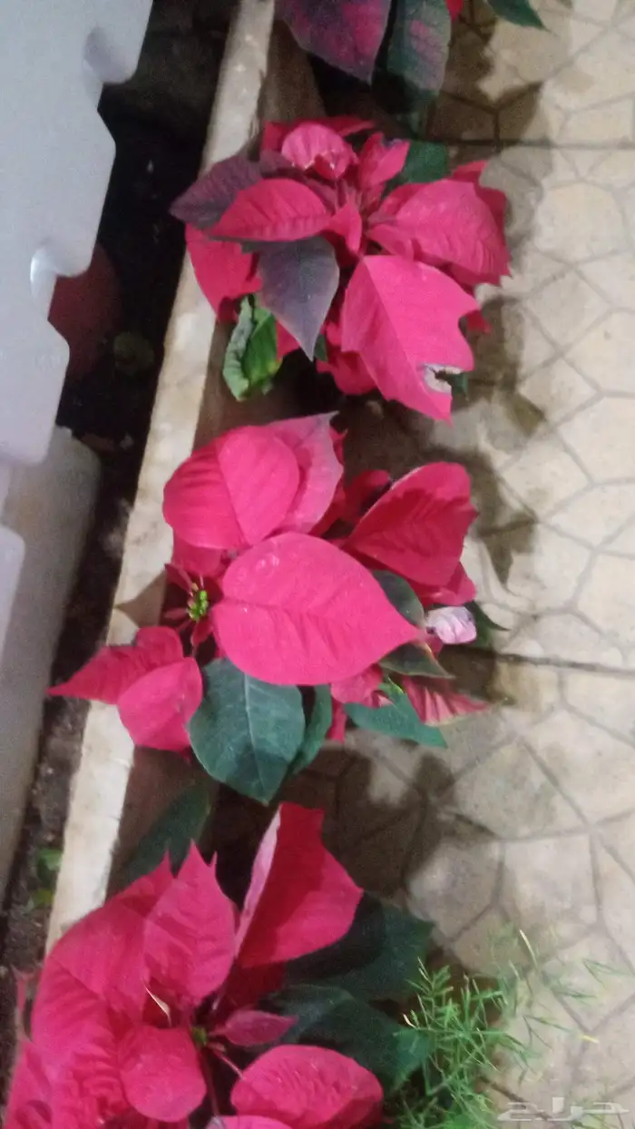 مشتل زراعي 7
