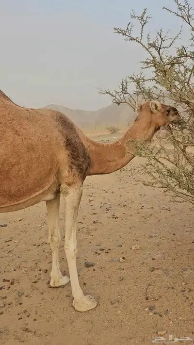 ناقه عادي لقحه لها سبعت اشهر مشروطه من الحي index