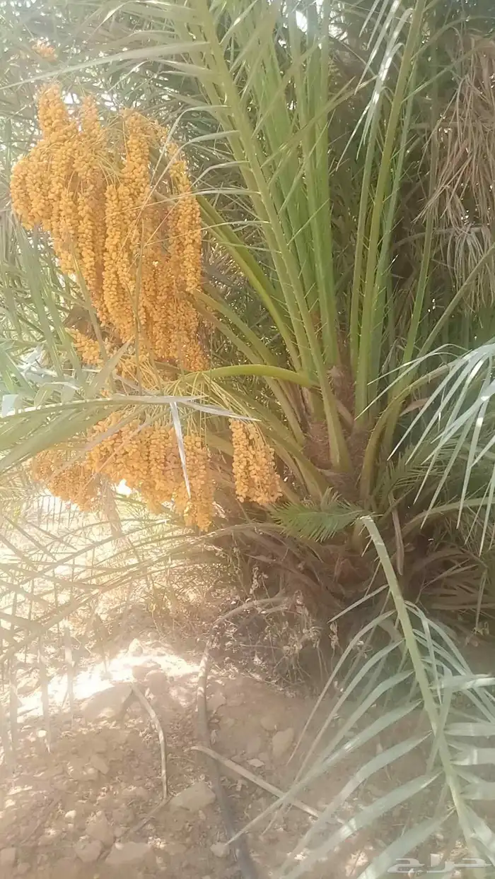 السلام عليكم زباين الكرام يوجد لدينا نخل طيب وسعر مناسب 8