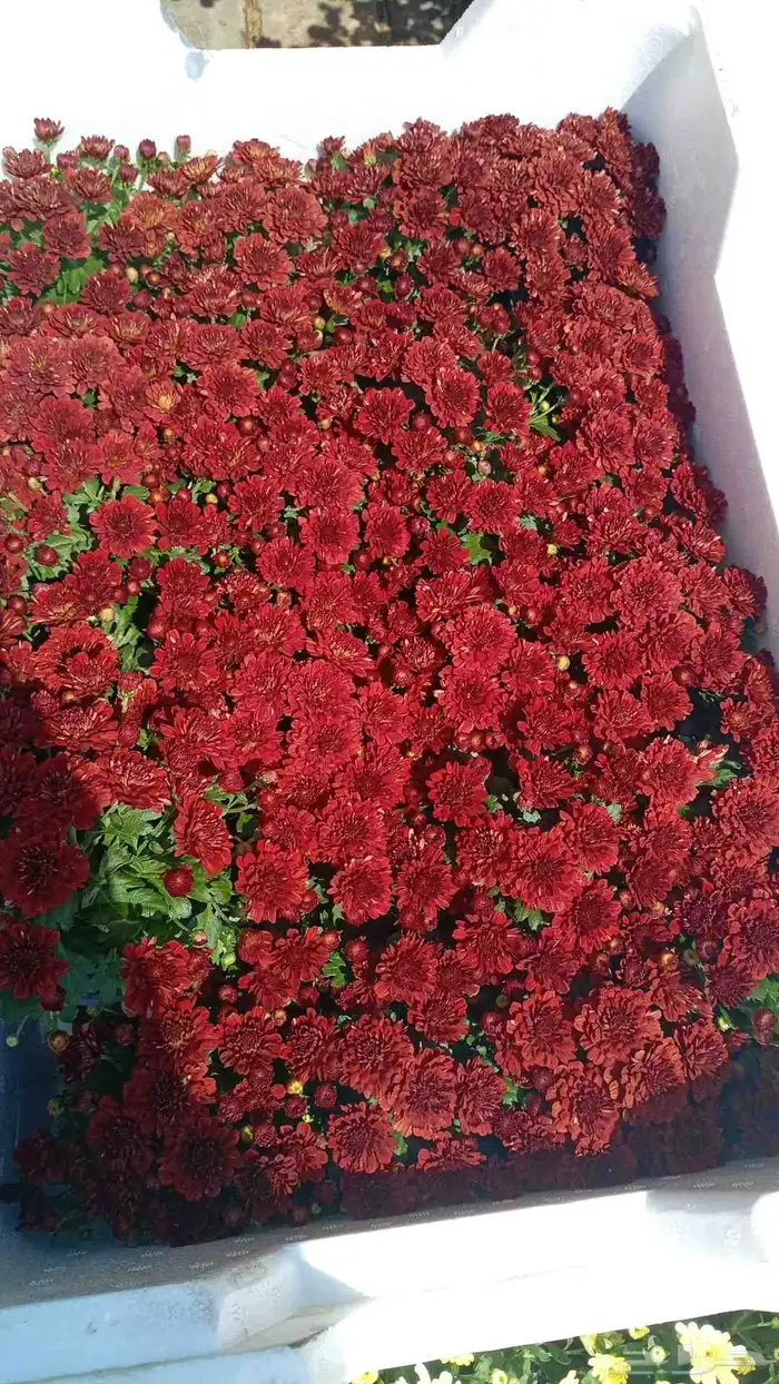 تنسيق الحدائق الزراعية وتعديل النخيل والأشجار 5