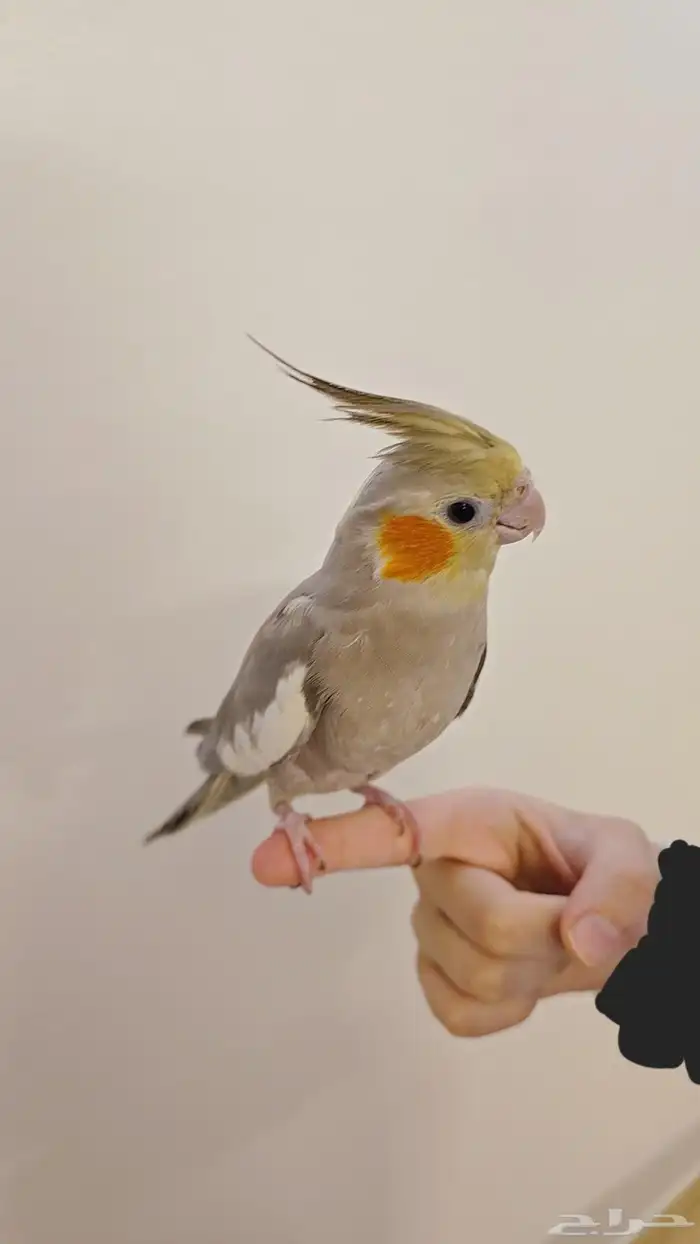 عصفورة كروان 2