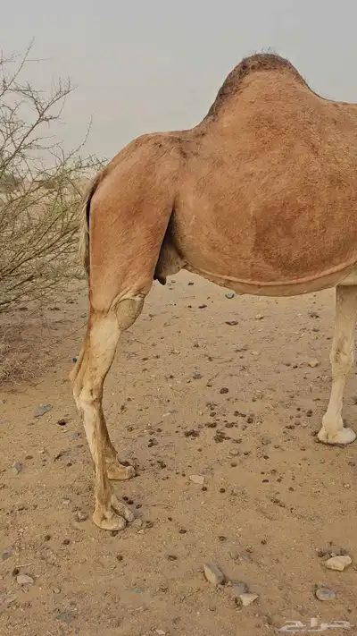ناقه عادي لقحه لها سبعت اشهر مشروطه من الحي index