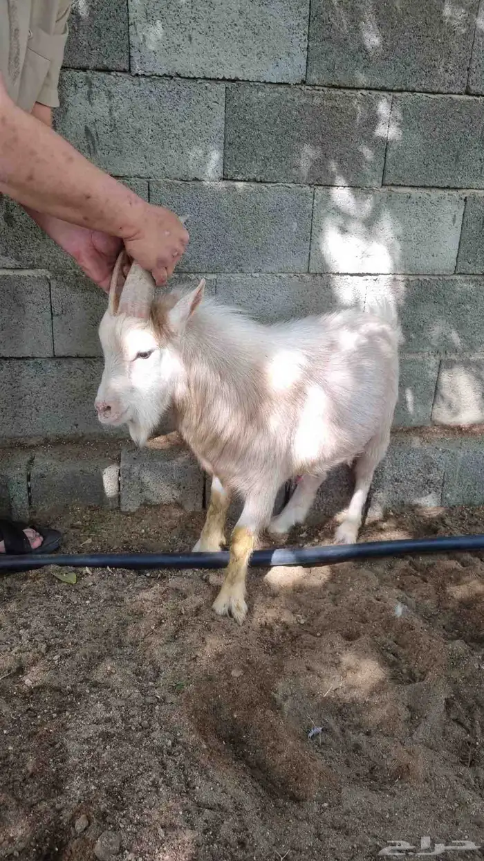 ماعز قزم للبيع 7