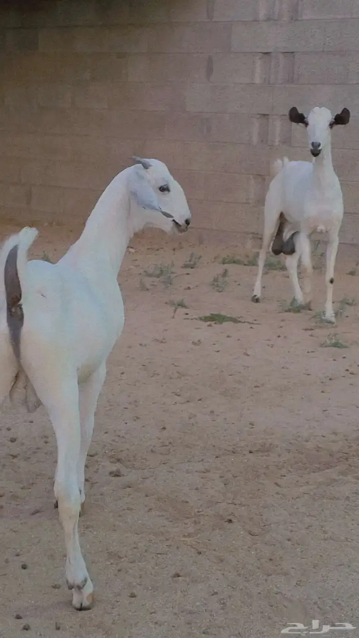 مشروع فحل فاخر 1