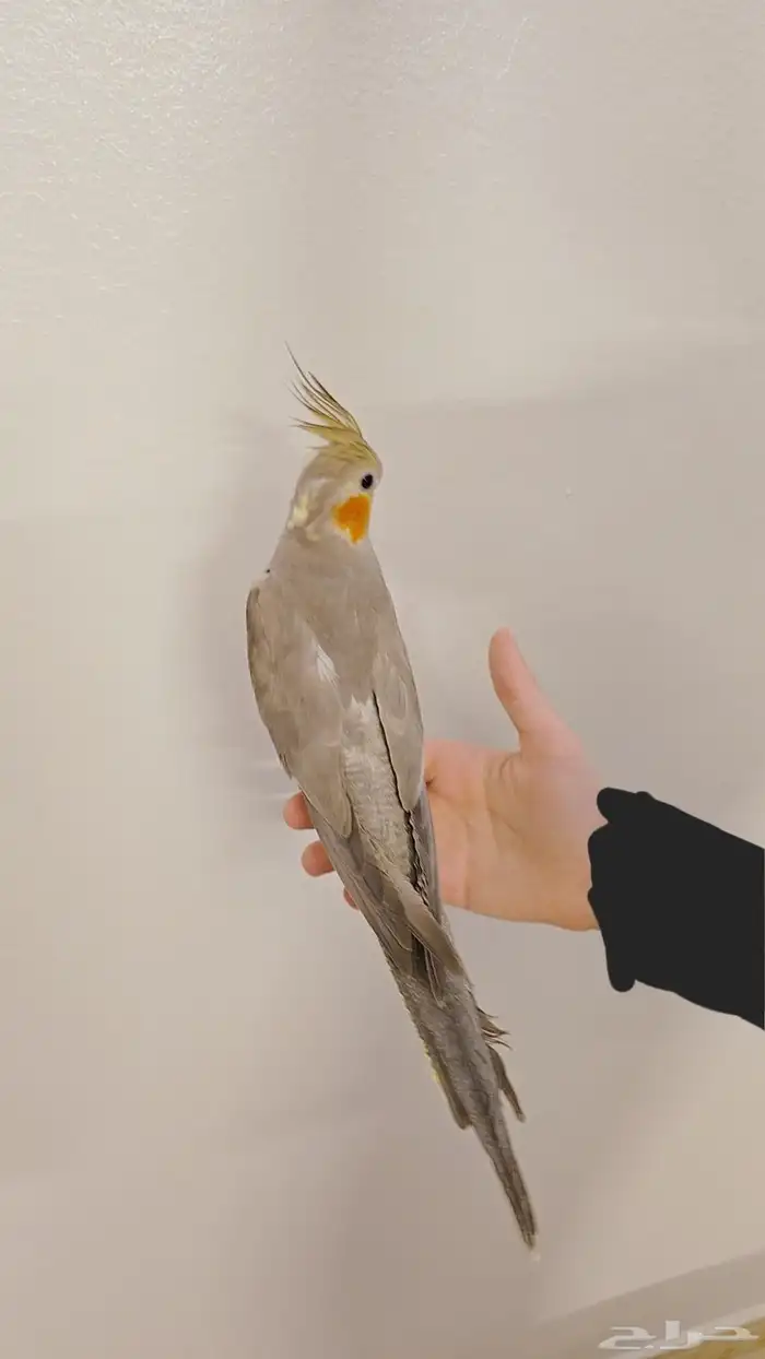 عصفورة كروان 3