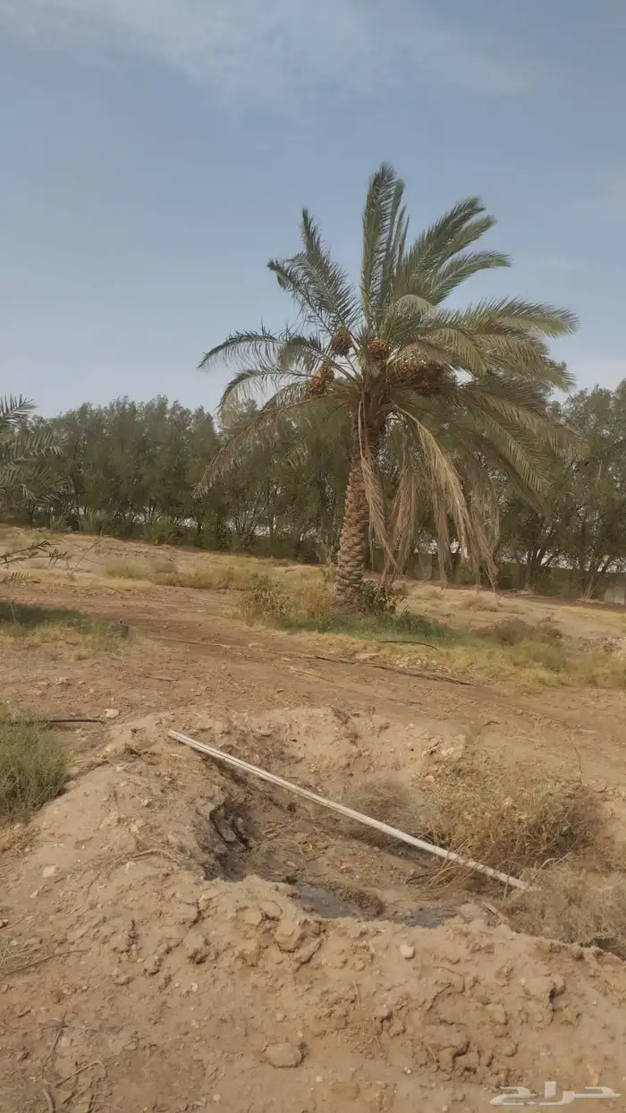 نقايل نبون ومنفي لي البيع 1