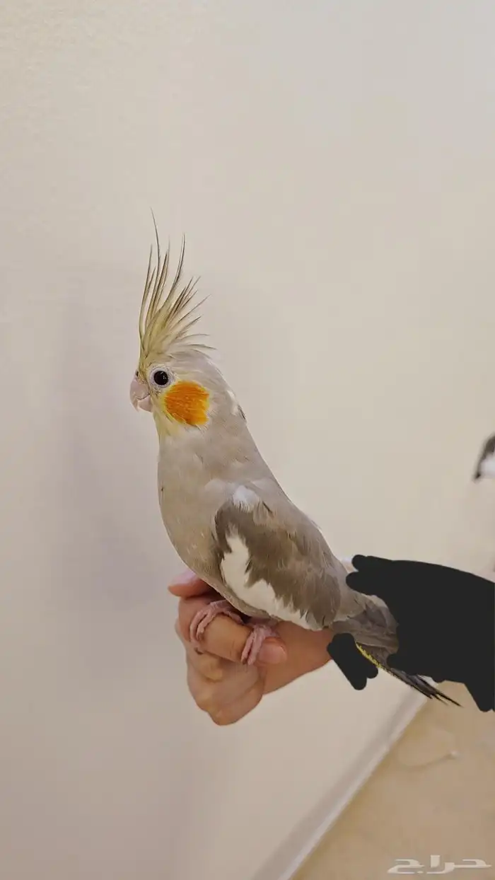 عصفورة كروان 1