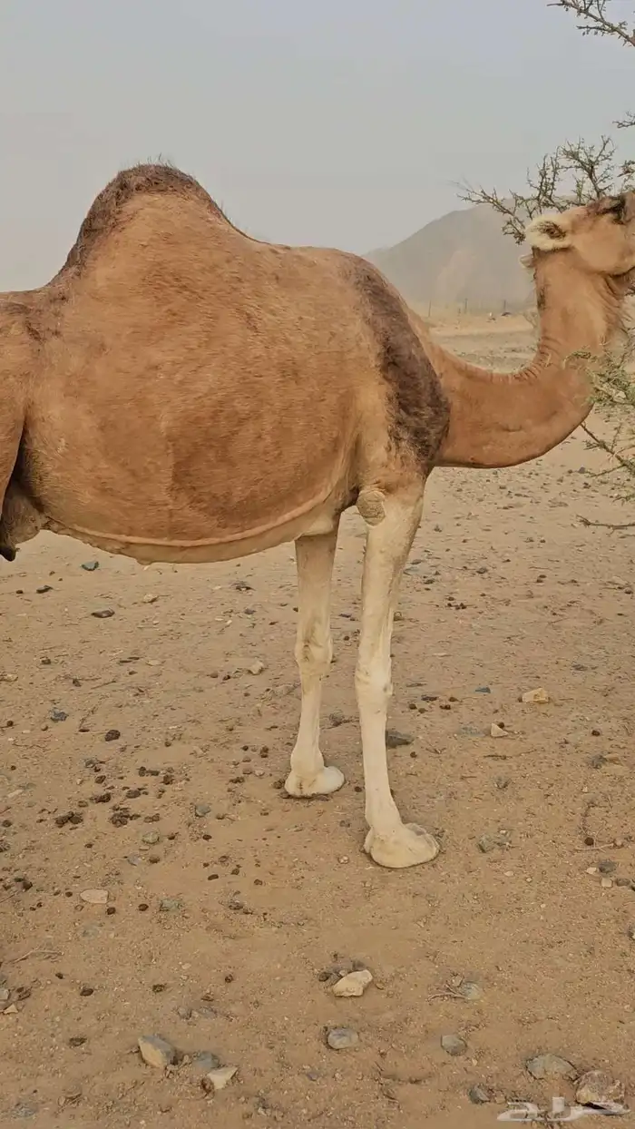 ناقه عادي لقحه لها سبعت اشهر مشروطه من الحي 9