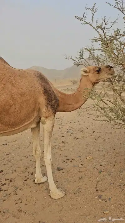ناقه عادي لقحه لها سبعت اشهر مشروطه من الحي index