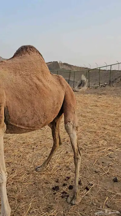 ناقه عادي لقحه لها سبعت اشهر مشروطه من الحي index