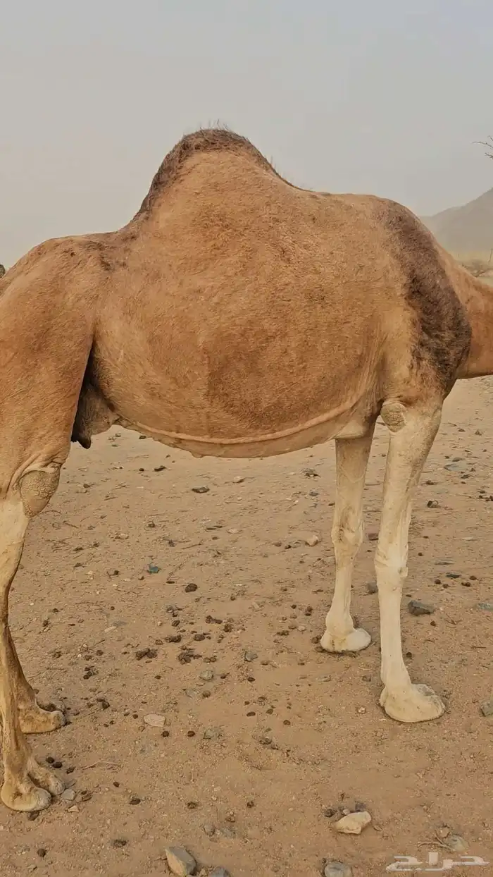 ناقه عادي لقحه لها سبعت اشهر مشروطه من الحي 2