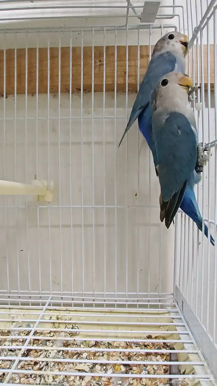 للبيع طبه روز 0