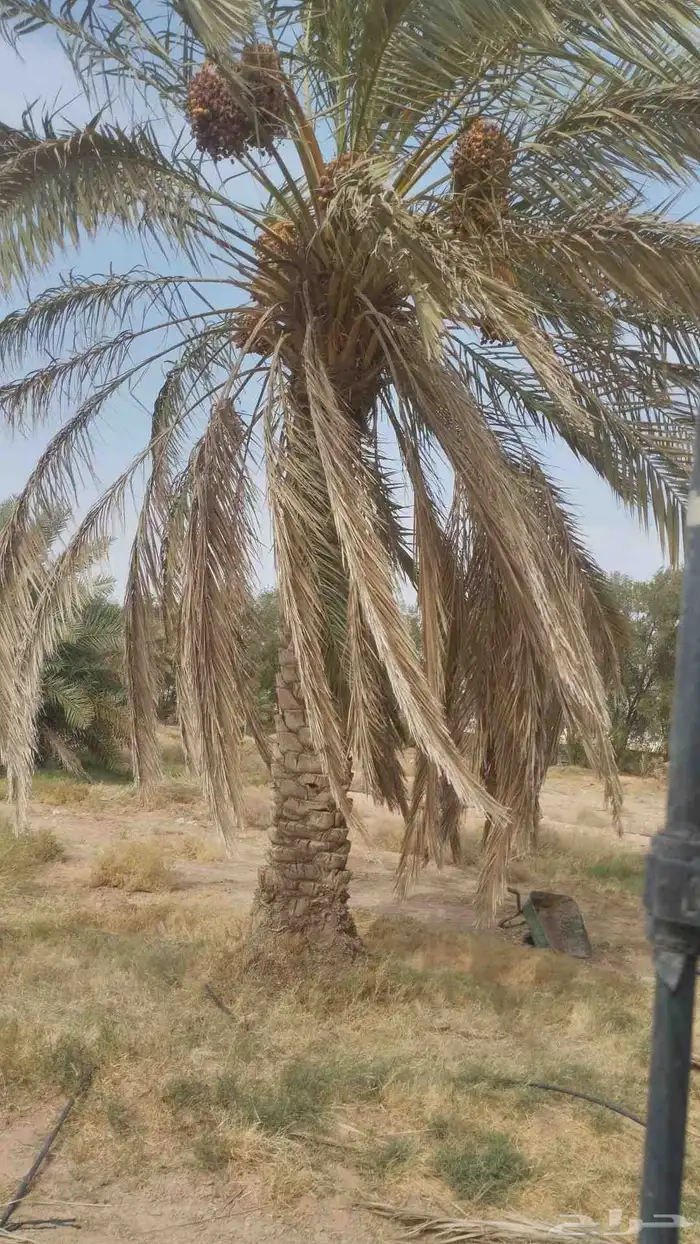 نقايل نبون ومنفي لي البيع 2