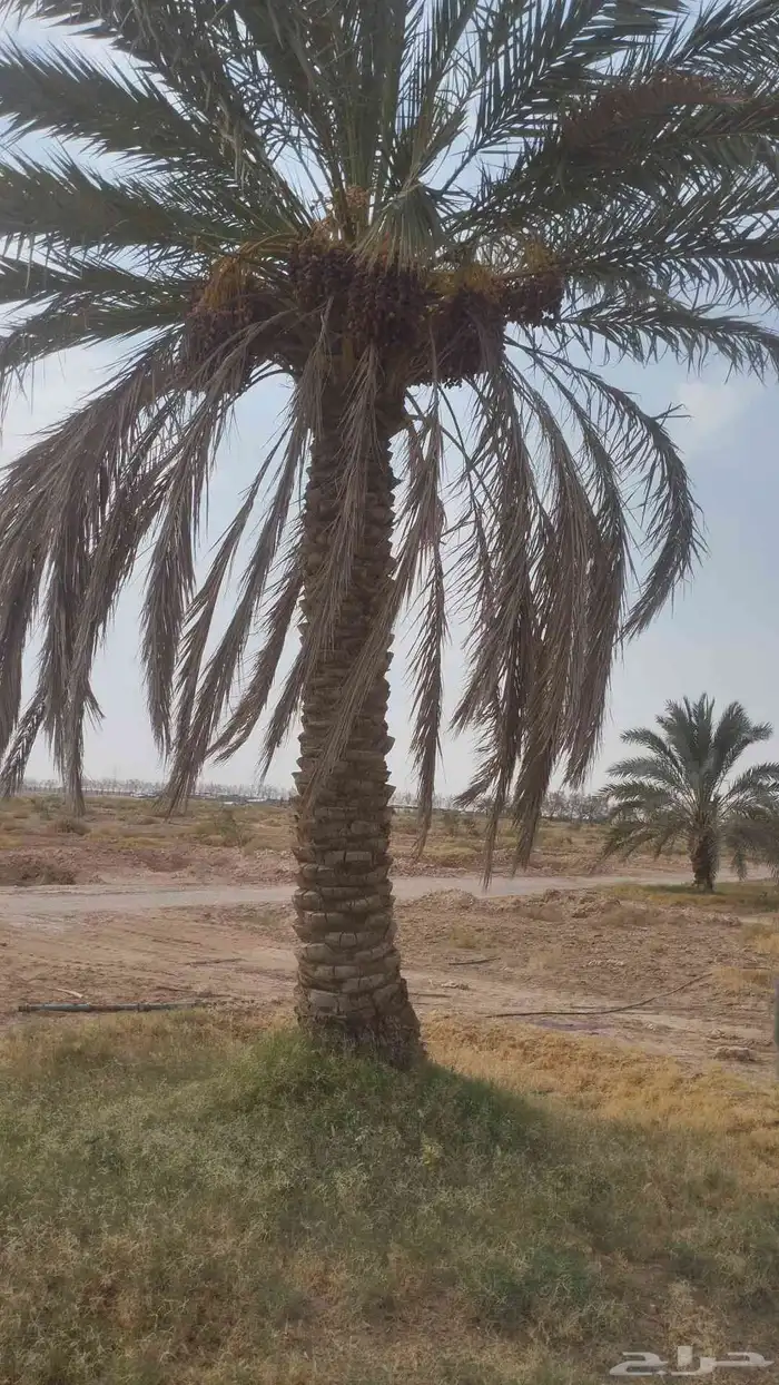 نقايل نبون ومنفي لي البيع 0