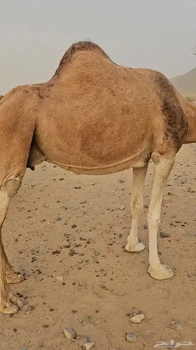 ناقه عادي لقحه لها سبعت اشهر مشروطه من الحي index