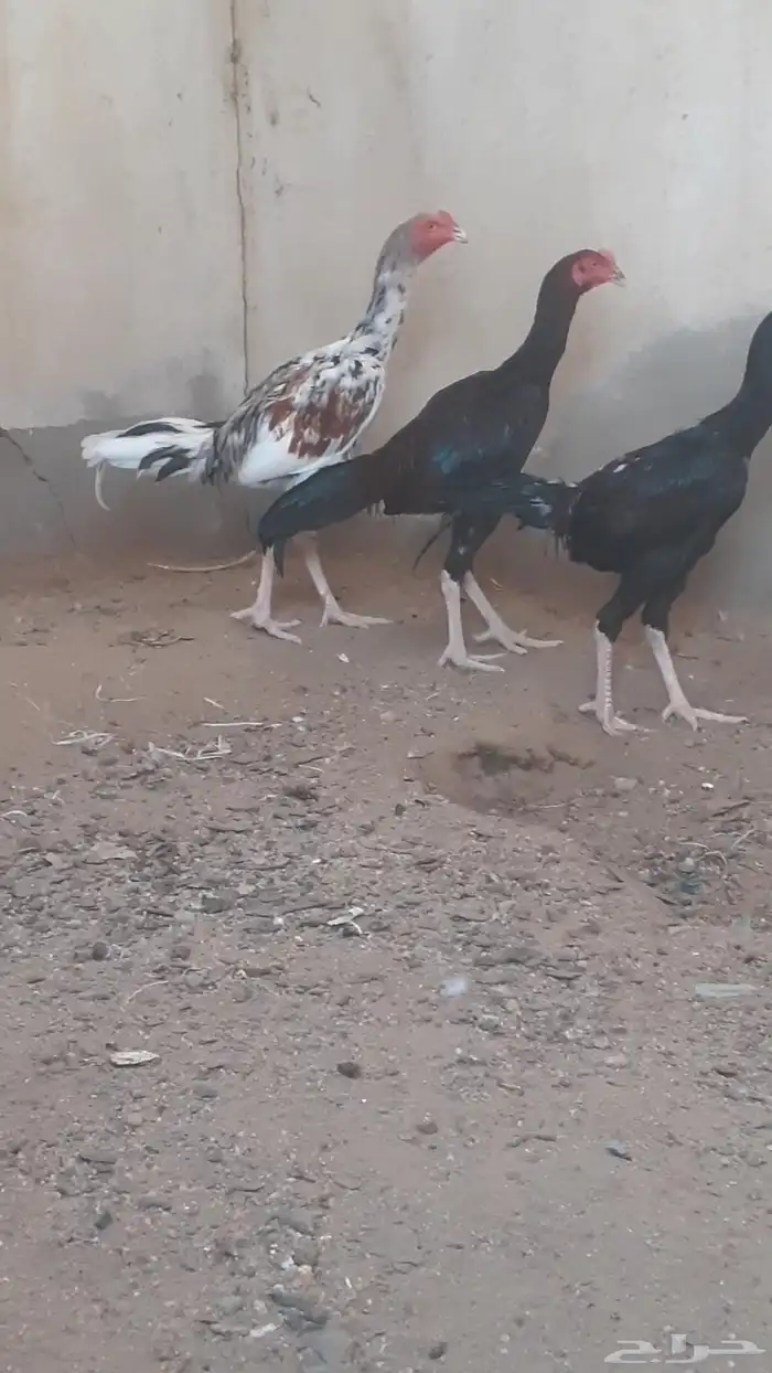 للبيع ديوك باكستاني 3