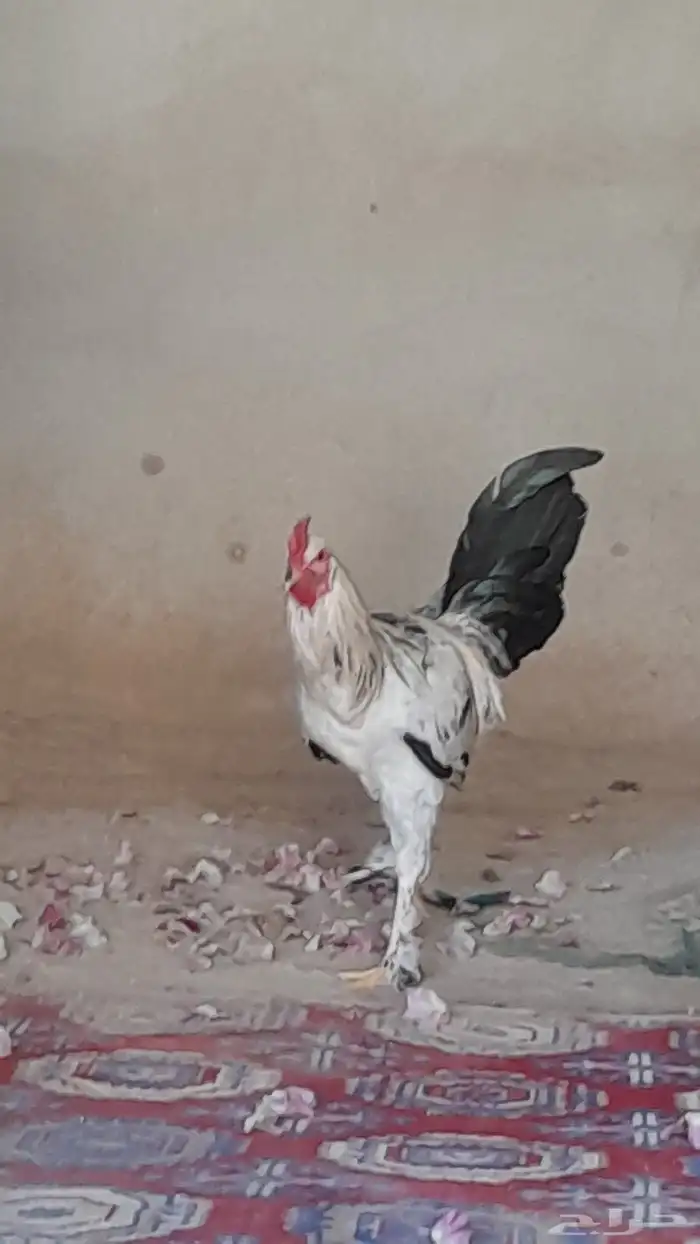 ابو ليلى 0