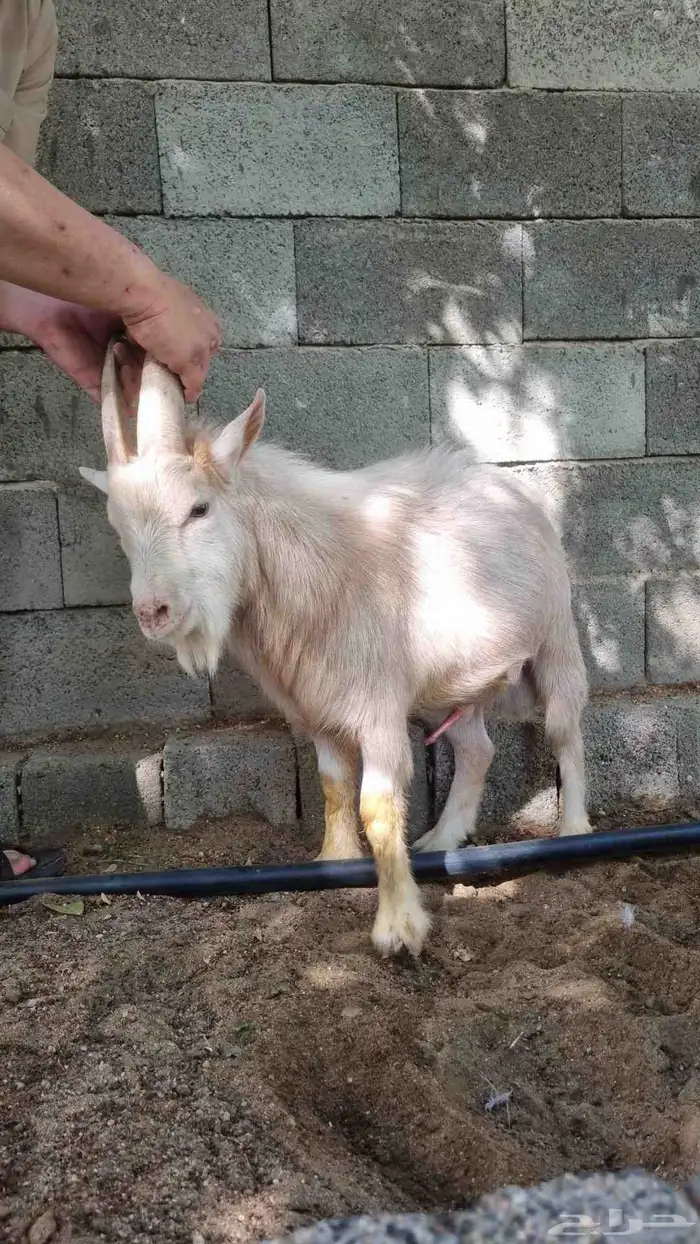ماعز قزم للبيع 0