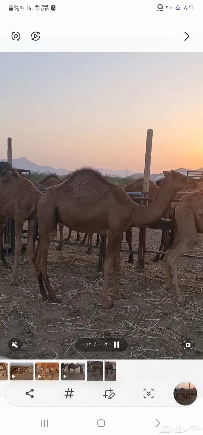 قعود للبيع ( تم البيع خارج الموقع ) 12