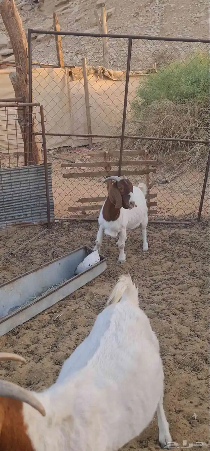 عنز بورقوت دافع للبيع التفاصيل في الاعلان 6