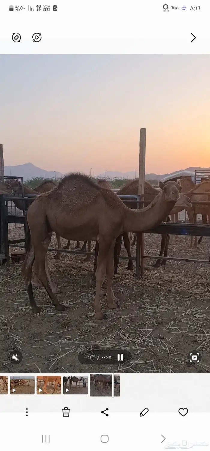 قعود للبيع ( تم البيع خارج الموقع ) 11