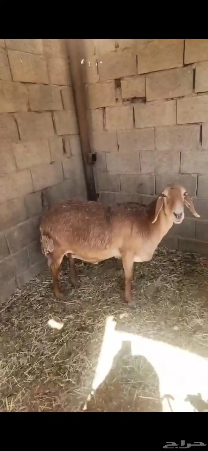 شاتين حيل فل الفل اشباب اول تمام 0