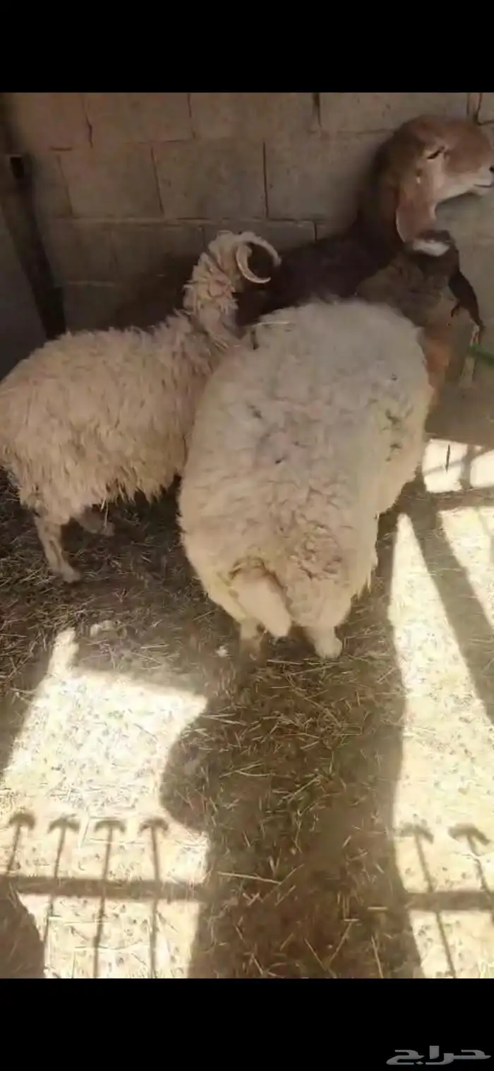 شاتين حيل فل الفل اشباب اول تمام 5