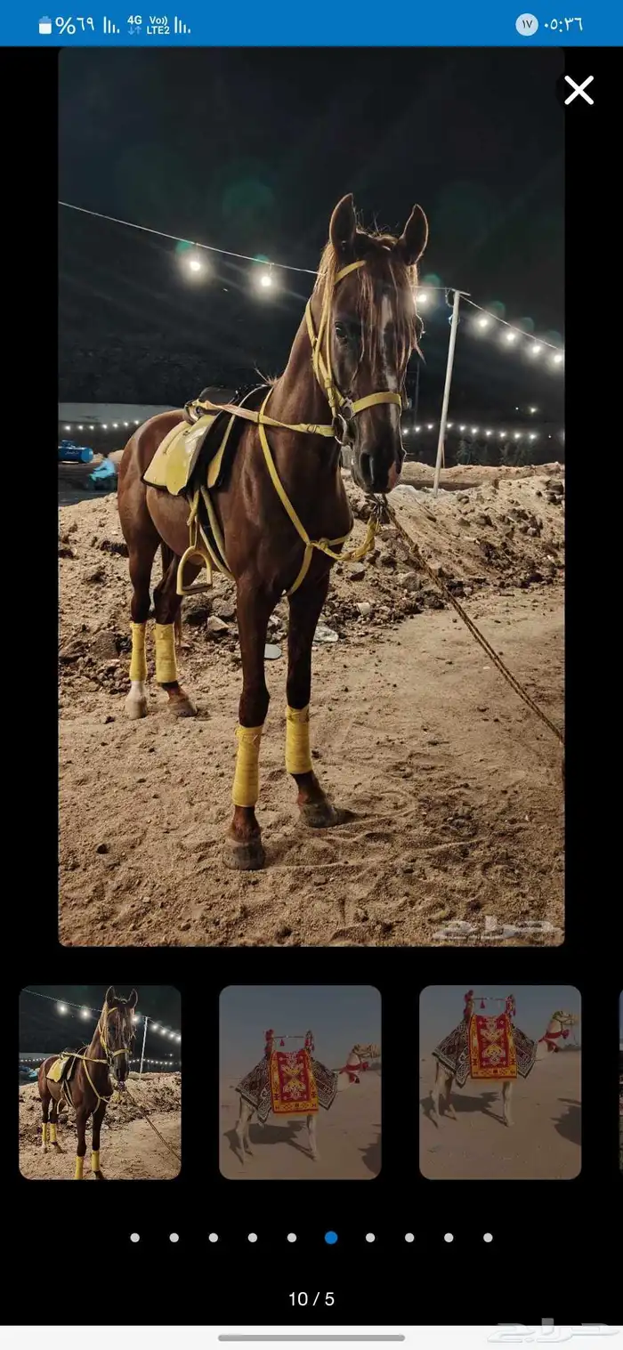 آجار جمال رحول ركبي وا خيول عربيه بي اليوم وا الاسبوع 9