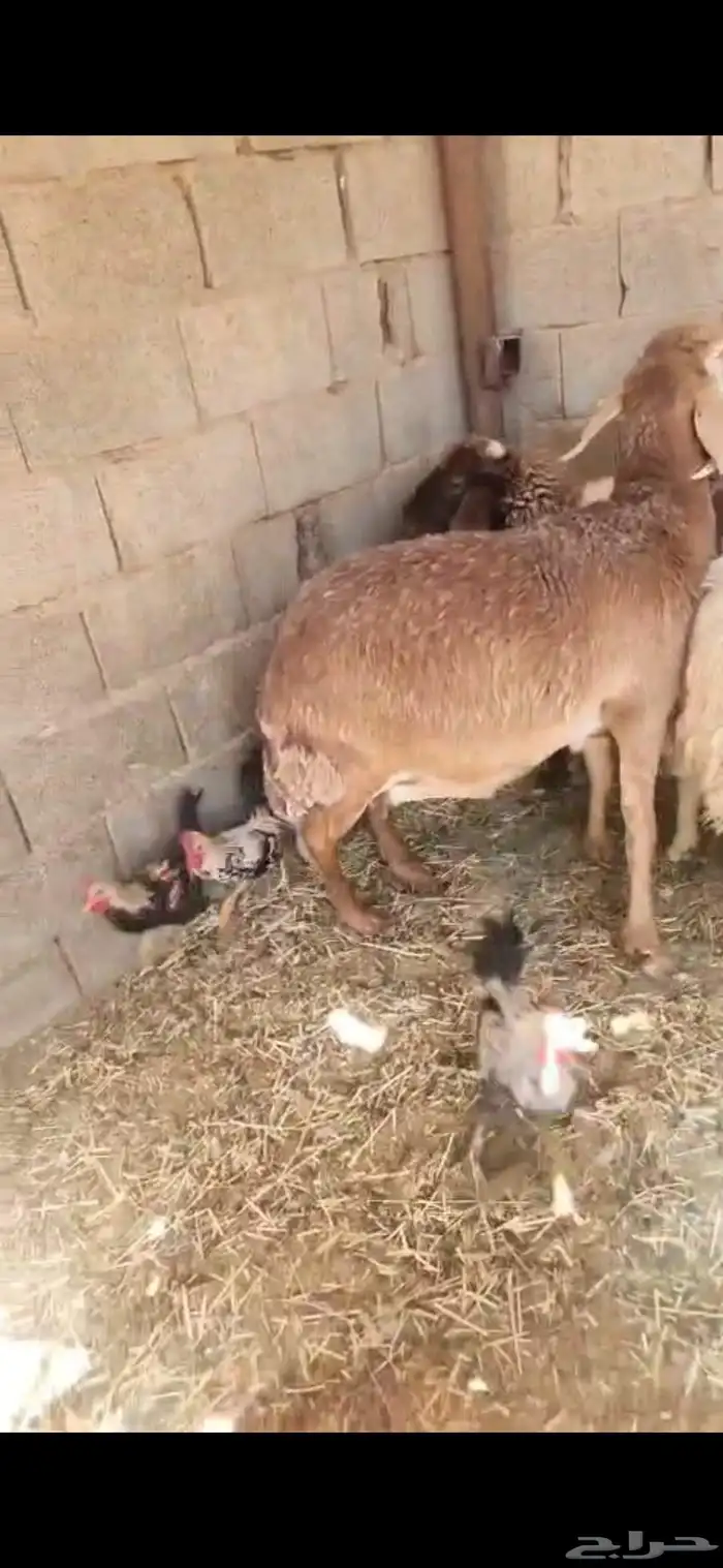 شاتين حيل فل الفل اشباب اول تمام 4