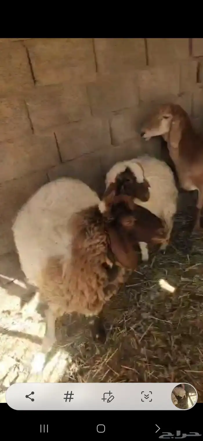 شاتين حيل فل الفل اشباب اول تمام 8