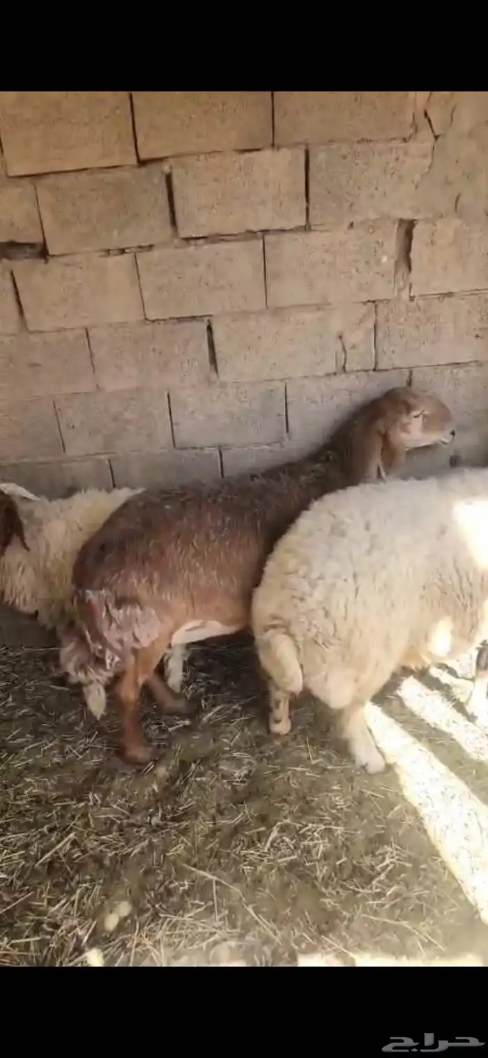 شاتين حيل فل الفل اشباب اول تمام 2