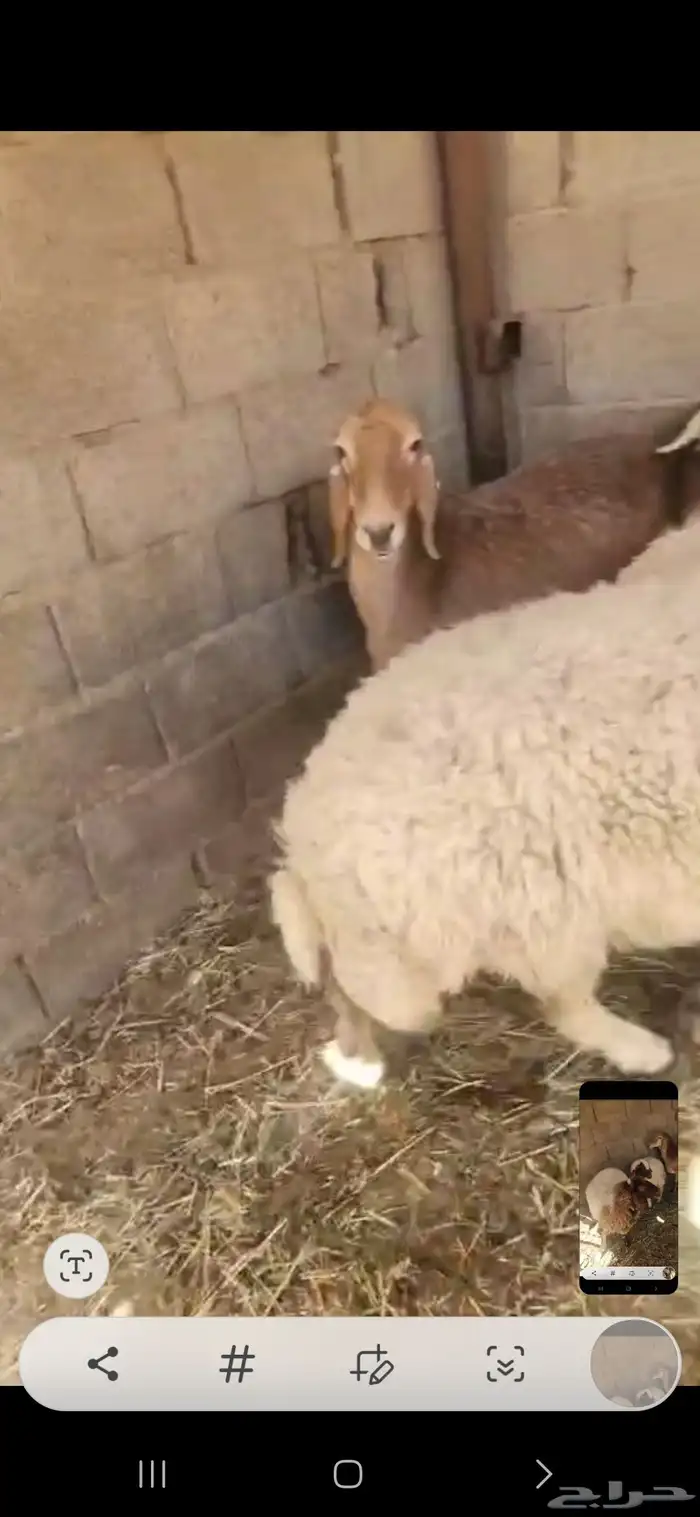 شاتين حيل فل الفل اشباب اول تمام 6