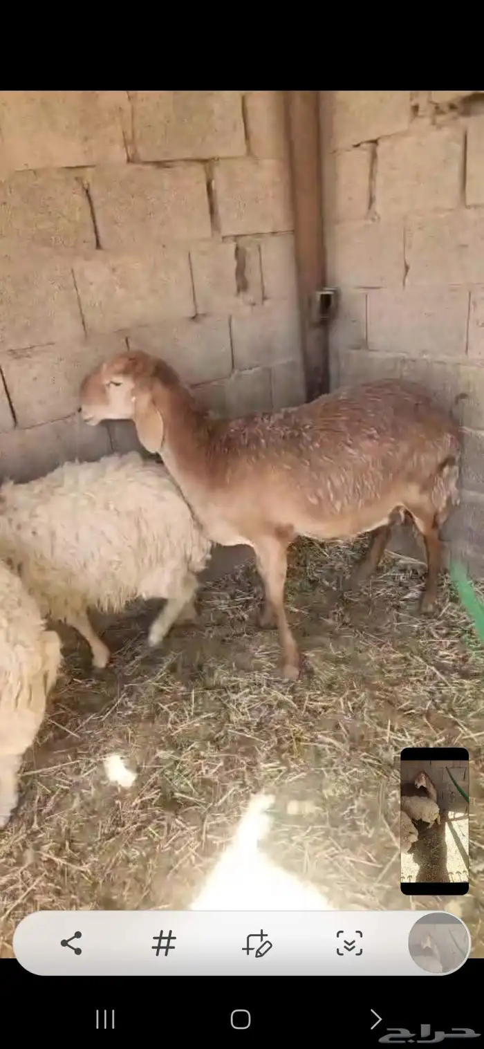 شاتين حيل فل الفل اشباب اول تمام 7